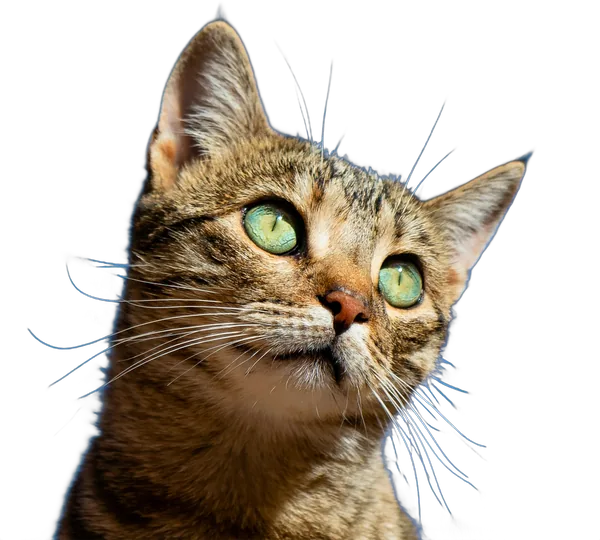 Gato olhando para cima