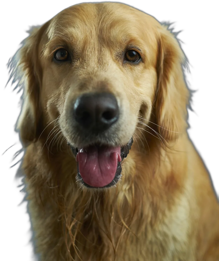 Cão golden retriever sorrindo