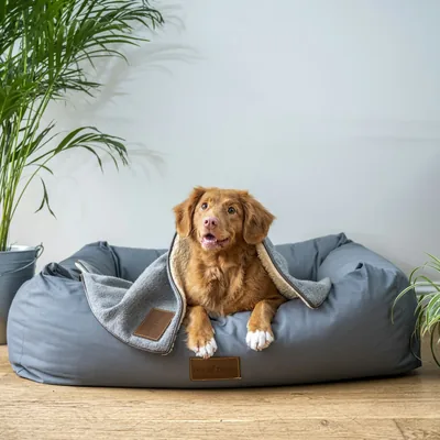 Cama pet